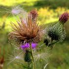 Spätsommer Impression