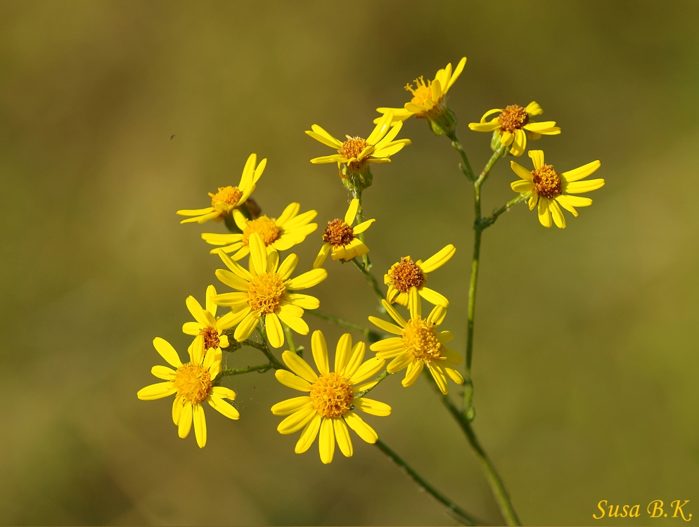 Spätsommer-Impression