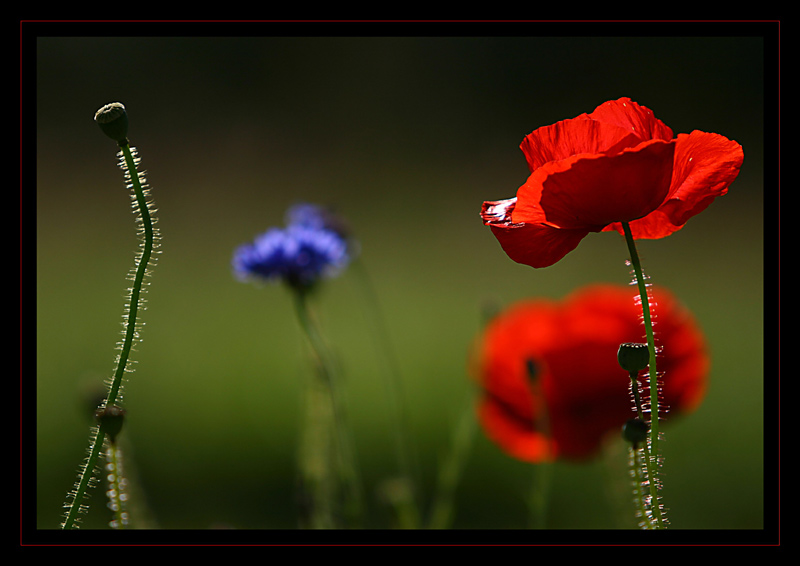 Spätsommer-impressionen