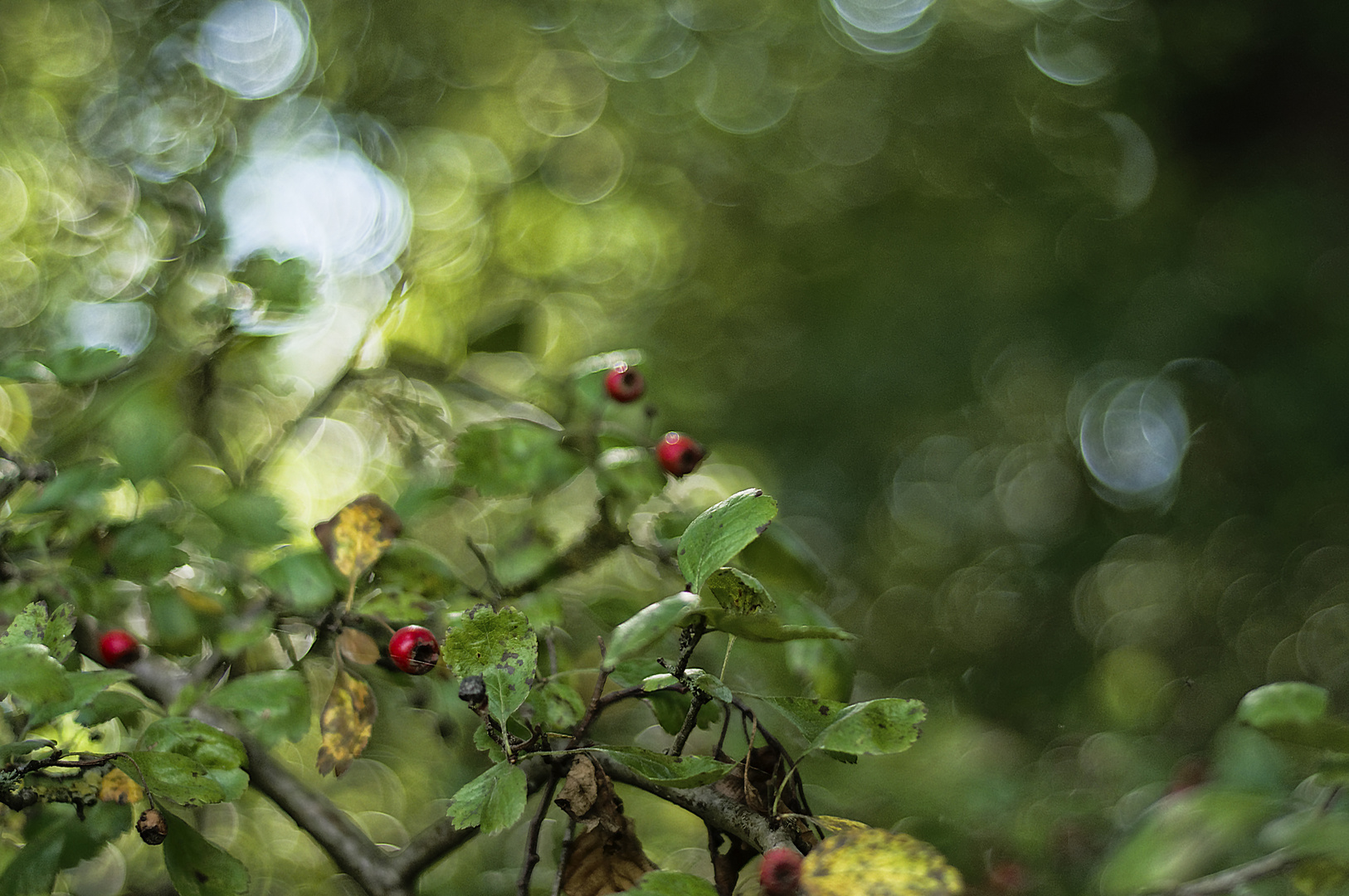 Spätsommer in den Auen