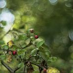 Spätsommer in den Auen