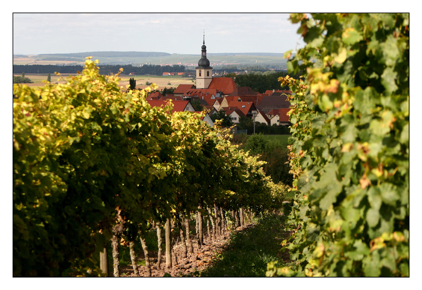 Spätsommer in den Wiesenbronner Weinbergen