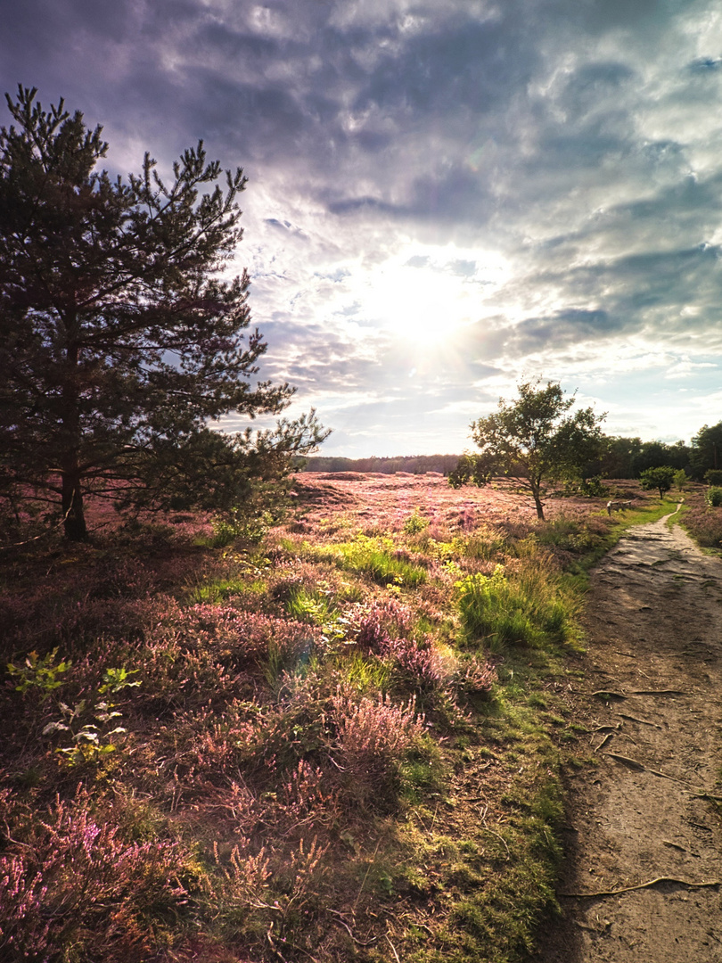 Spätsommer in der Heide