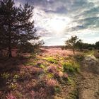 Spätsommer in der Heide