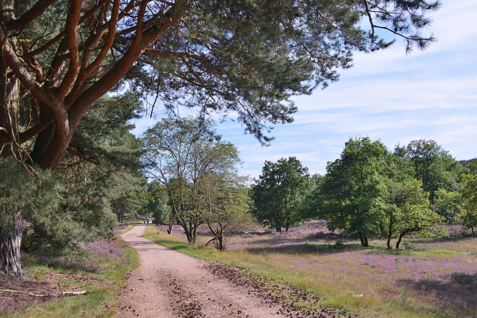 Spätsommer in der Heide