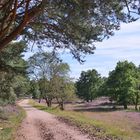 Spätsommer in der Heide