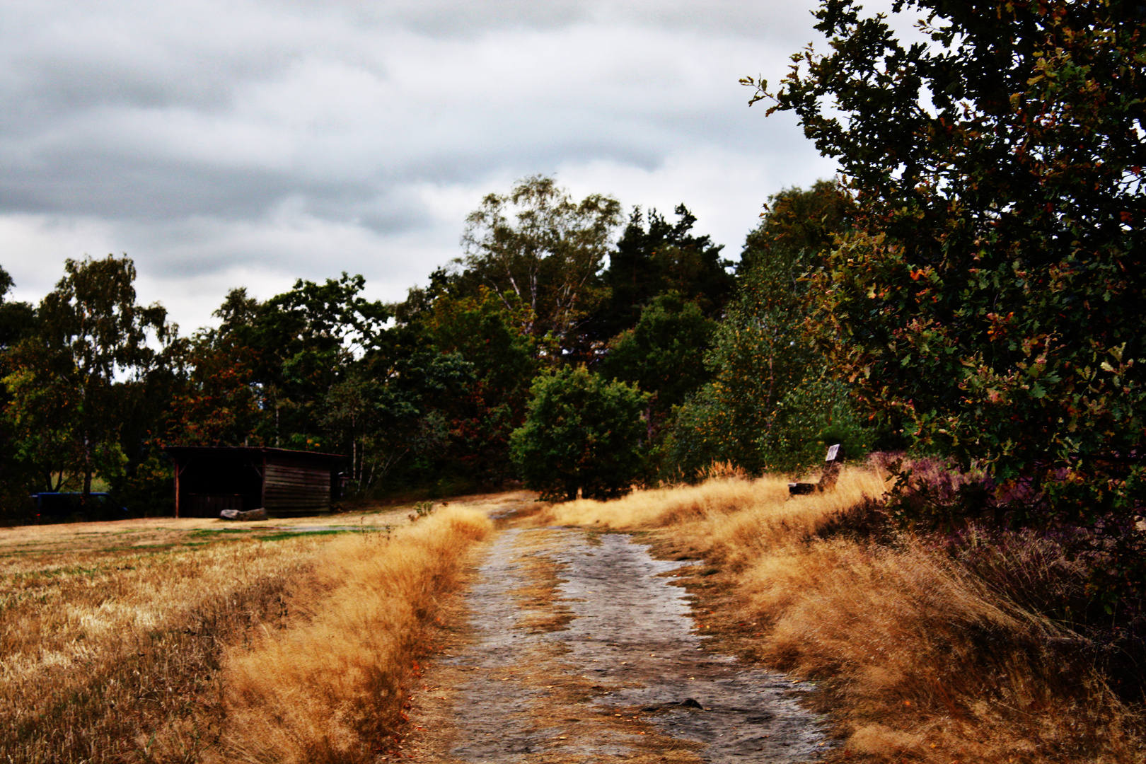 Spätsommer in der Heide