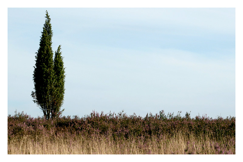 Spätsommer in der Lüneburger Heide II