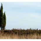 Spätsommer in der Lüneburger Heide II