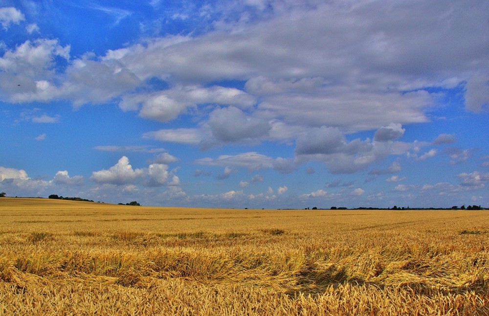 Spätsommer in der Magdeburger Börde