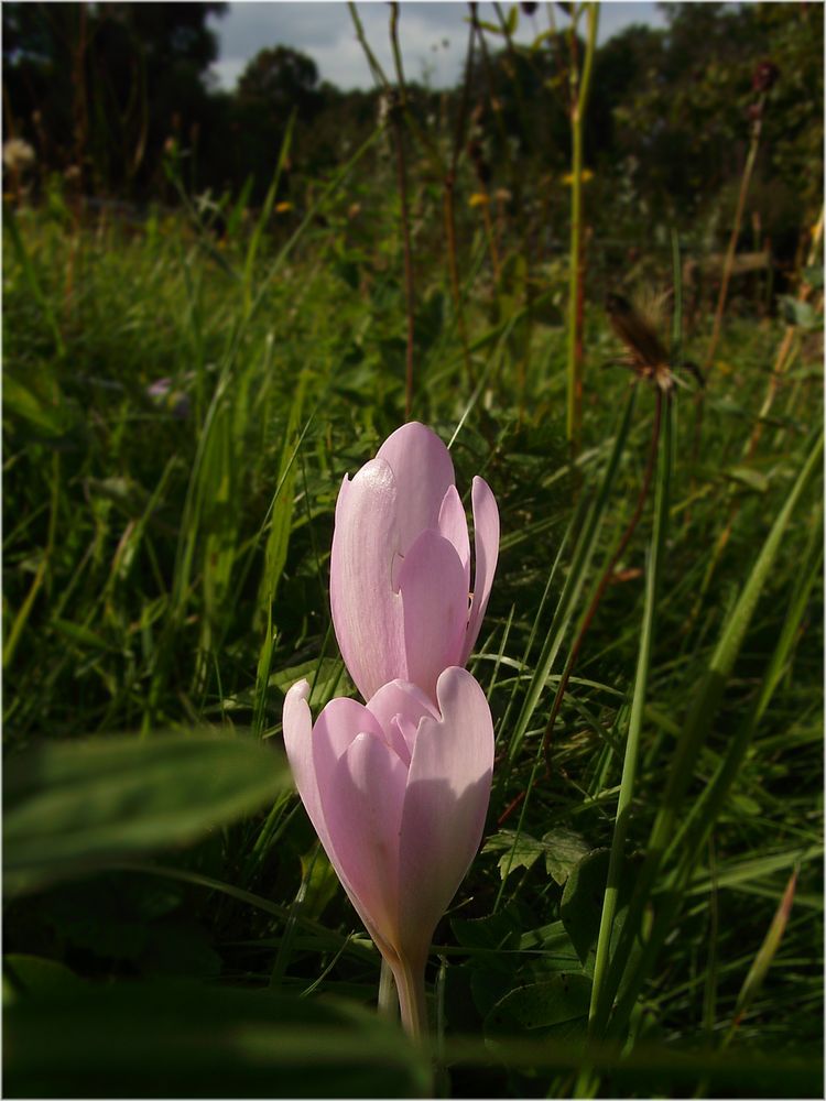 Spätsommer - in der Natur I