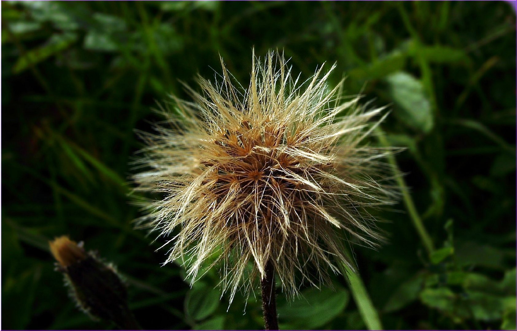 Spätsommer-in der Natur II