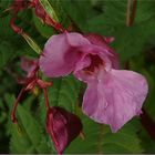 Spätsommer-in der Natur III - am Wegesrand