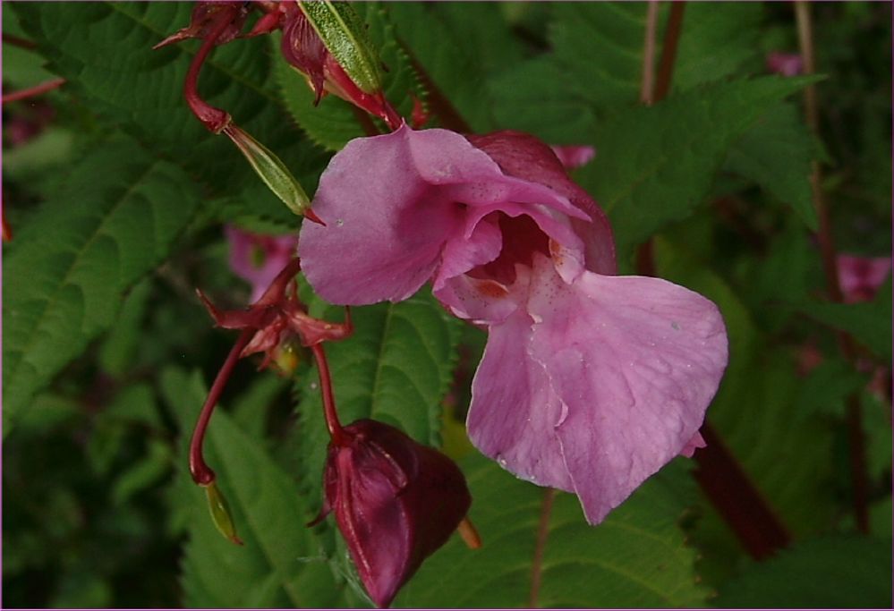 Spätsommer-in der Natur III - am Wegesrand