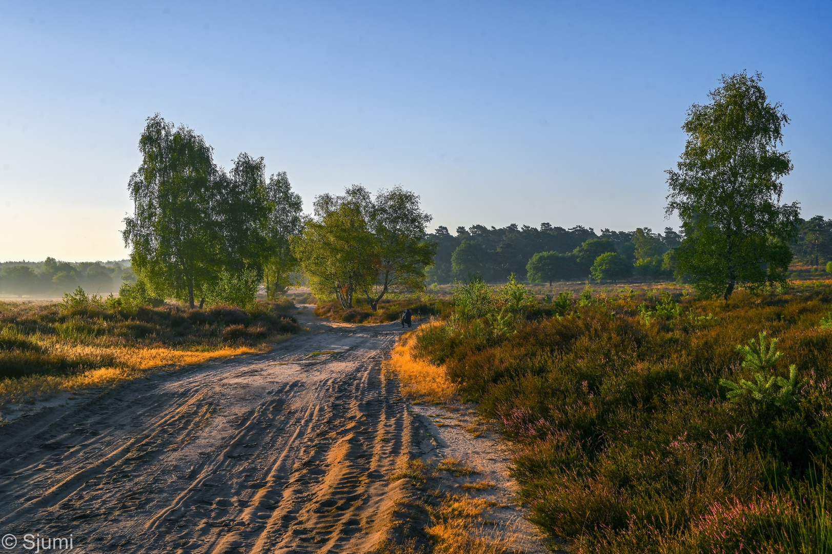 Spätsommer in der Wahner Heide