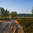 Spätsommer in der Wahner Heide