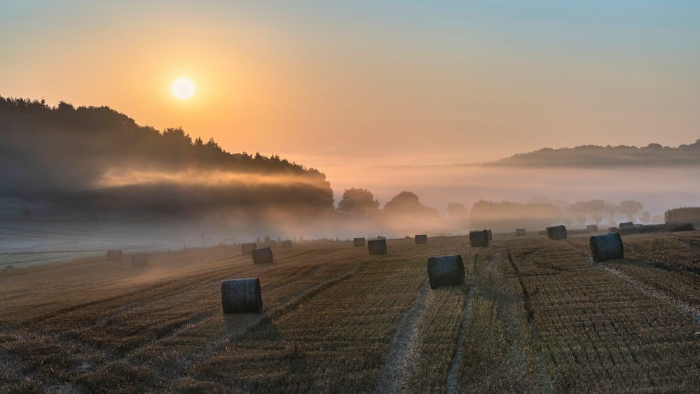 *Spätsommer in der Wittlicher Senke*