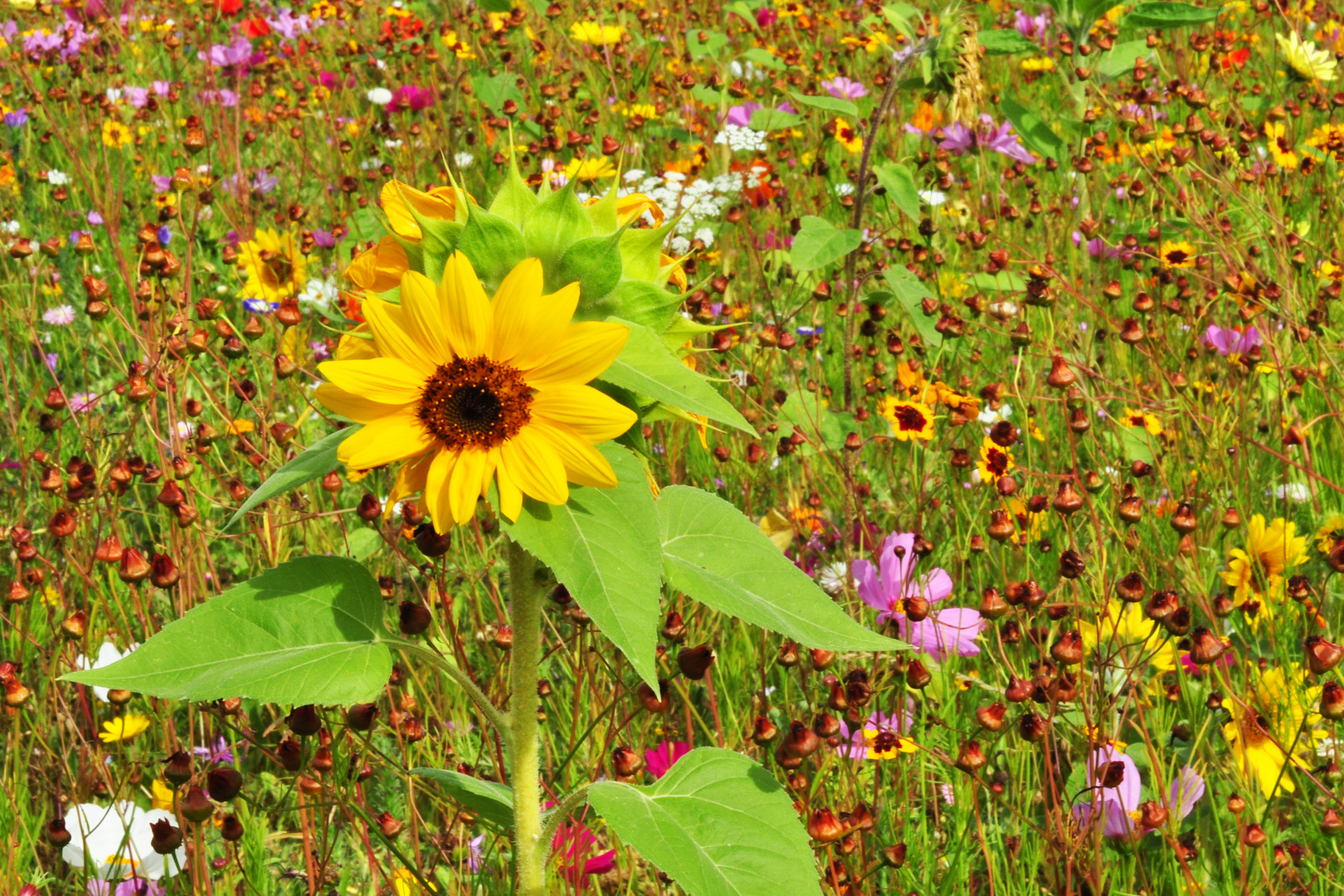 Spätsommer in Hülle und Fülle