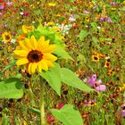 Spätsommer in Hülle und Fülle