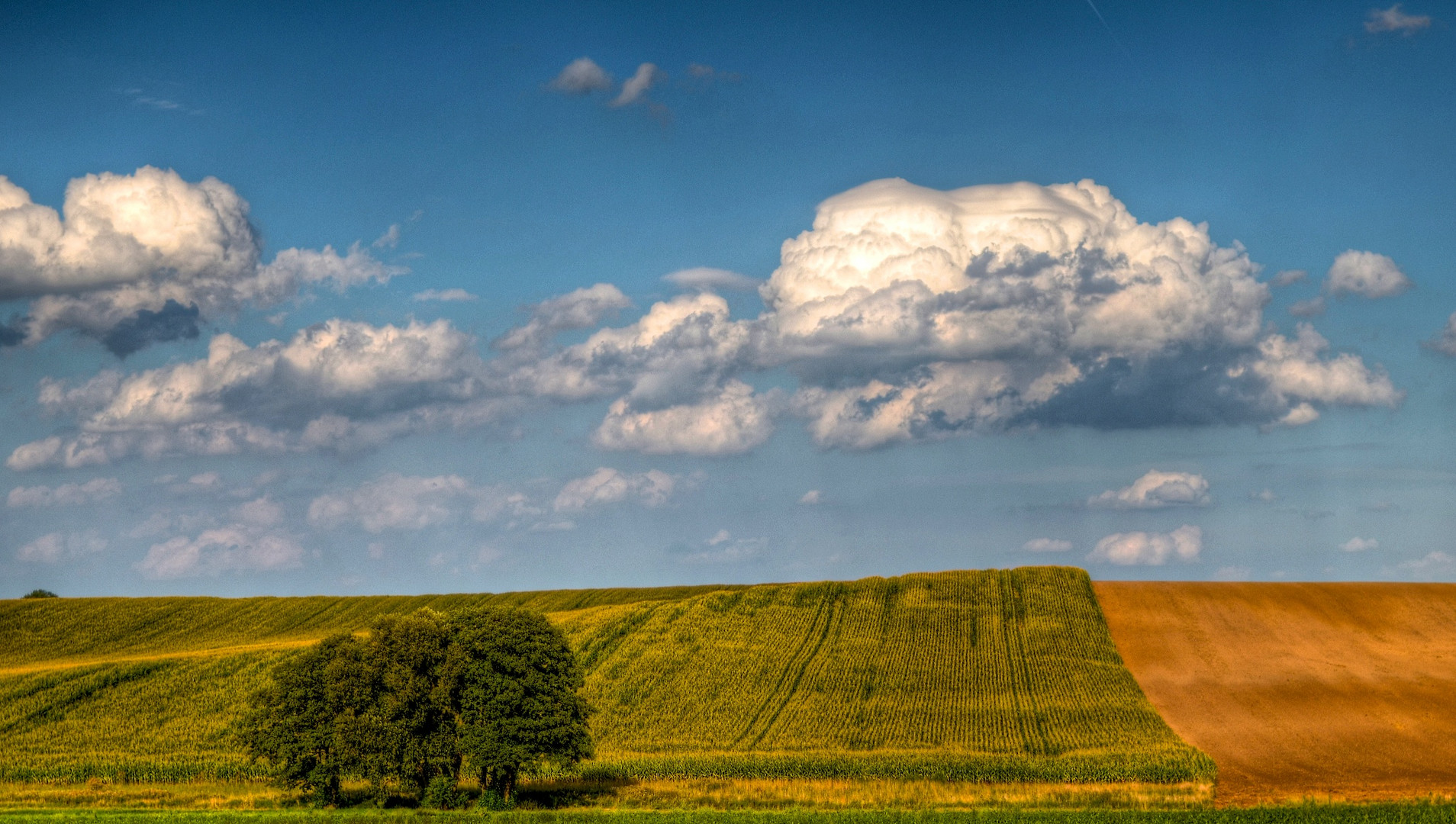 Spätsommer IV