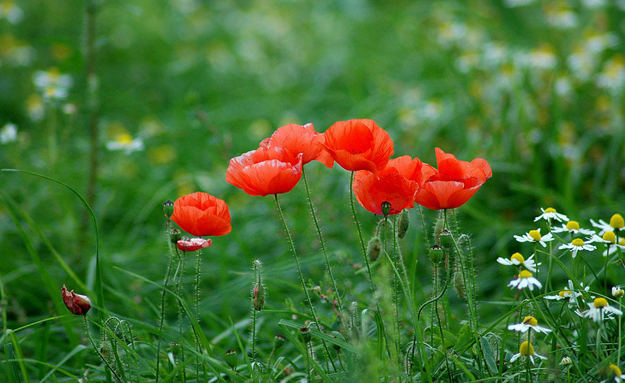 Spätsommer-Leuchten