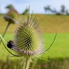 Spätsommer Makro