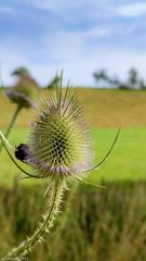 Spätsommer Makro