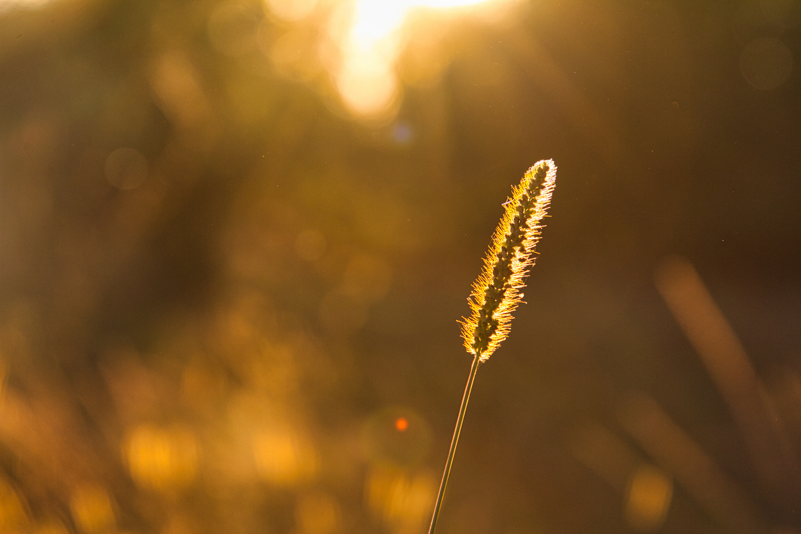 Spätsommer-Morgen