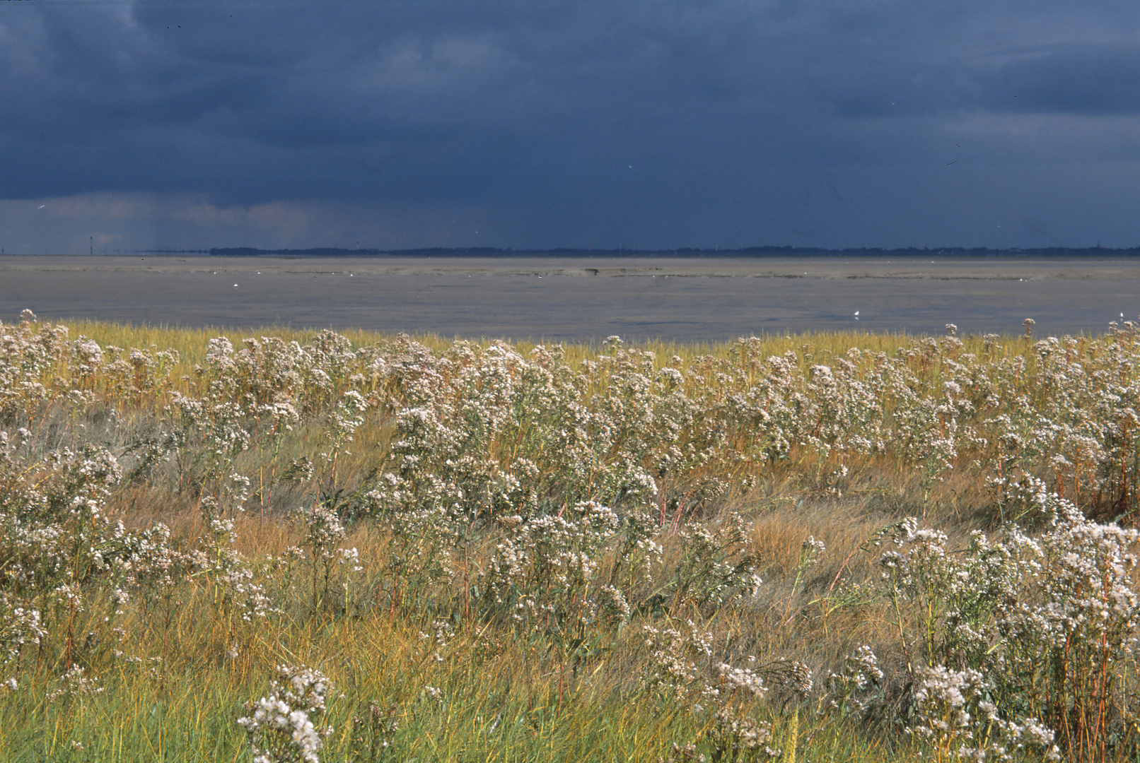 Spätsommer Nordsee #2