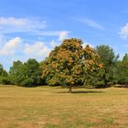 Spätsommer oder ein Hauch von Hebst