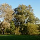 Spätsommer oder Frühherbst !