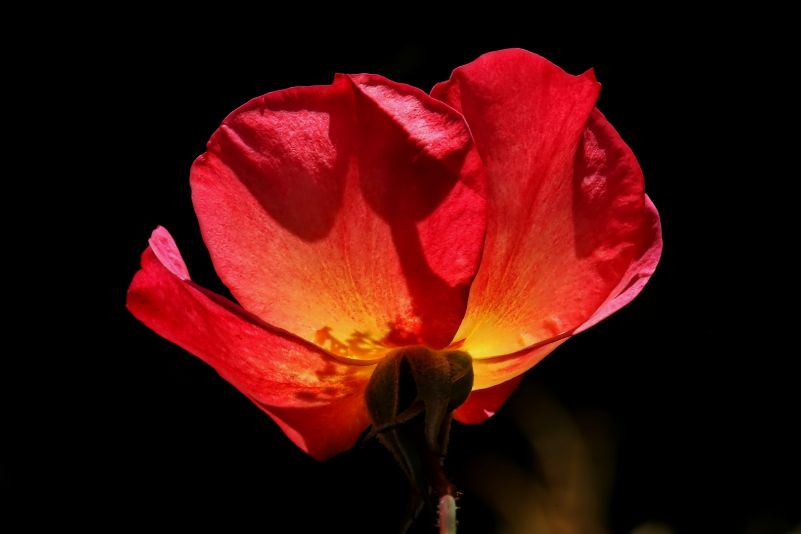 Spätsommer-Rose im Gegenlicht - late summer rose in backlight