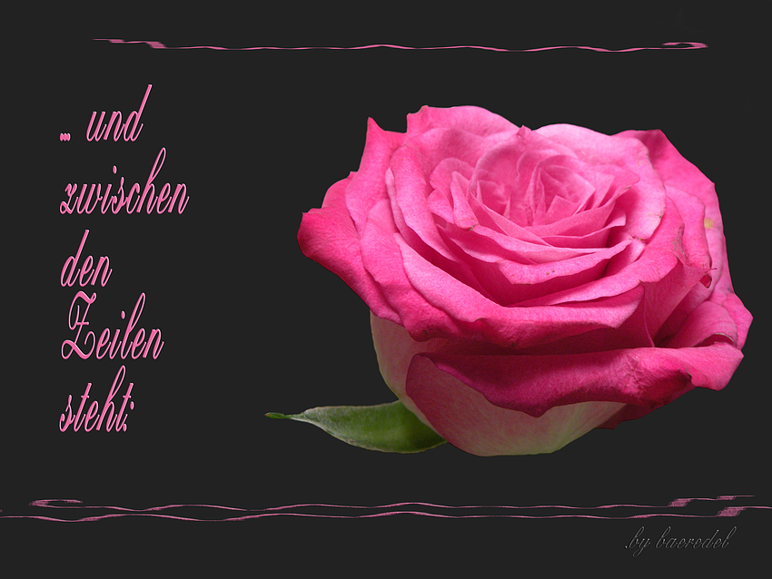 "SpätSommer- Rose"... und zwischen den Zeilen steht ...