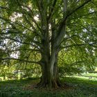 Spätsommer-Schatten