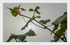 Spätsommer Sonne