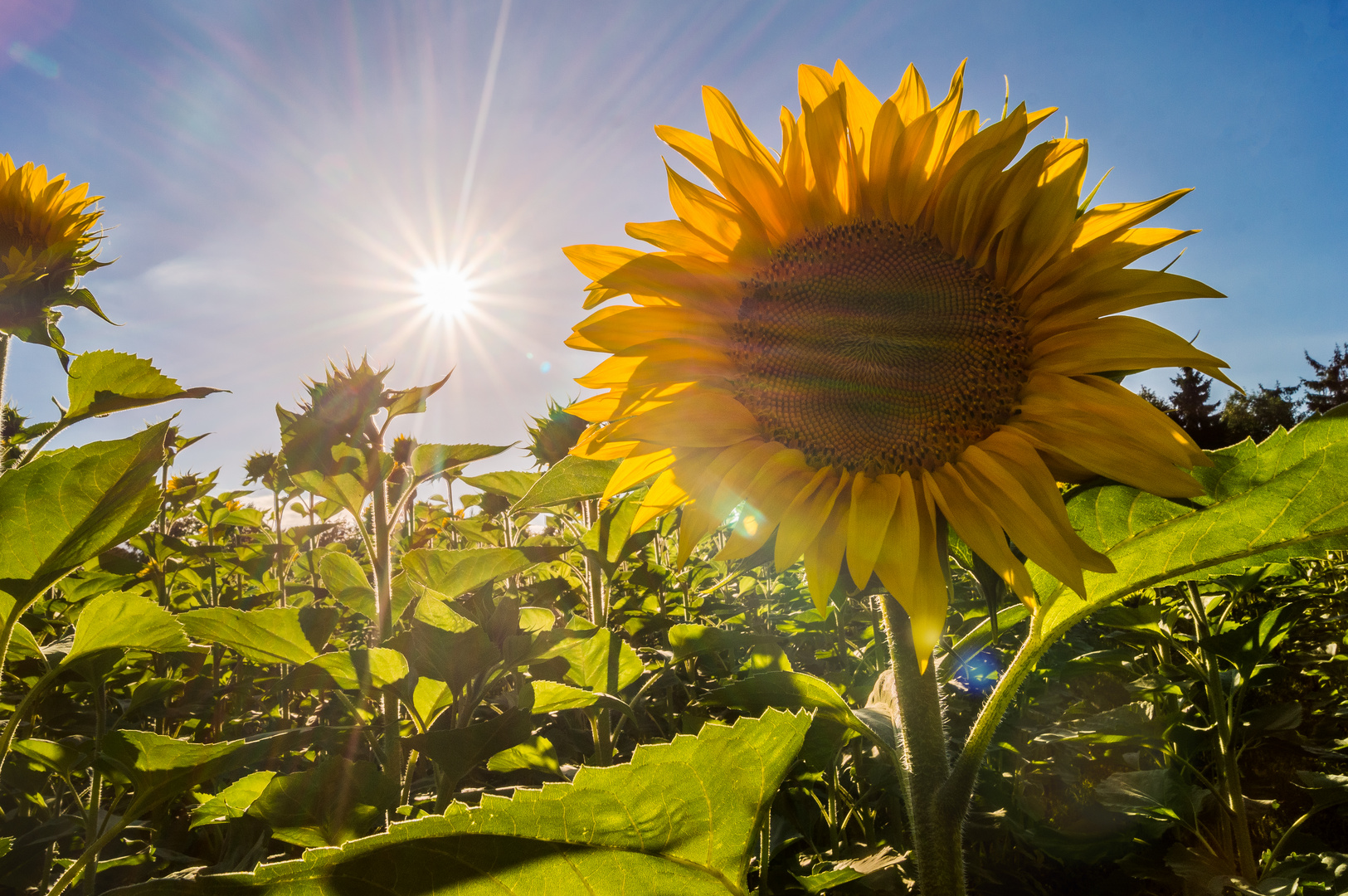 Spätsommer Sonne Blumen und so ;)