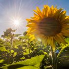 Spätsommer Sonne Blumen und so ;)