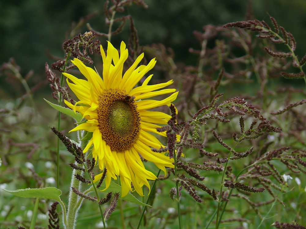 Spätsommer Sonne (-nblume)