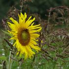 Spätsommer Sonne (-nblume)