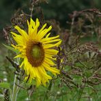 Spätsommer Sonne (-nblume)