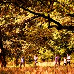 Spätsommer Sonne oder die Sonne des frühen Herbstes.....