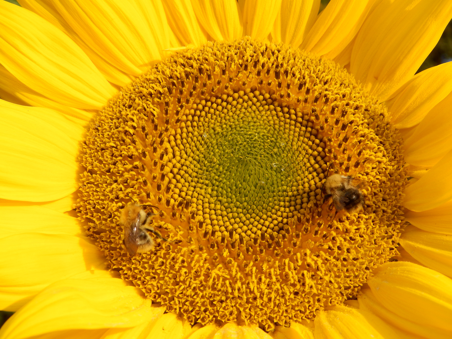 Spätsommer: Sonnenblume mit Wildbienen