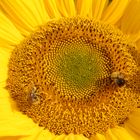 Spätsommer: Sonnenblume mit Wildbienen