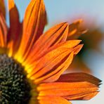 Spätsommer - Sonnenblumendetail