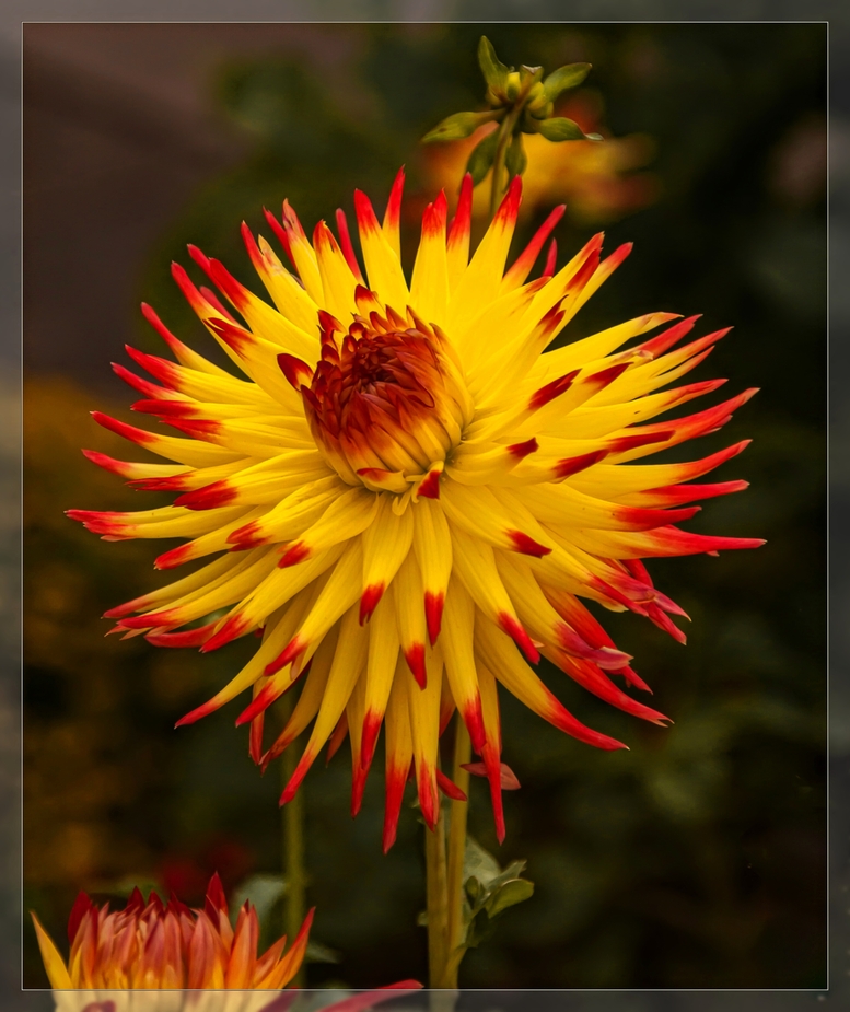 Spätsommer und Herbst: Dahlienzeit