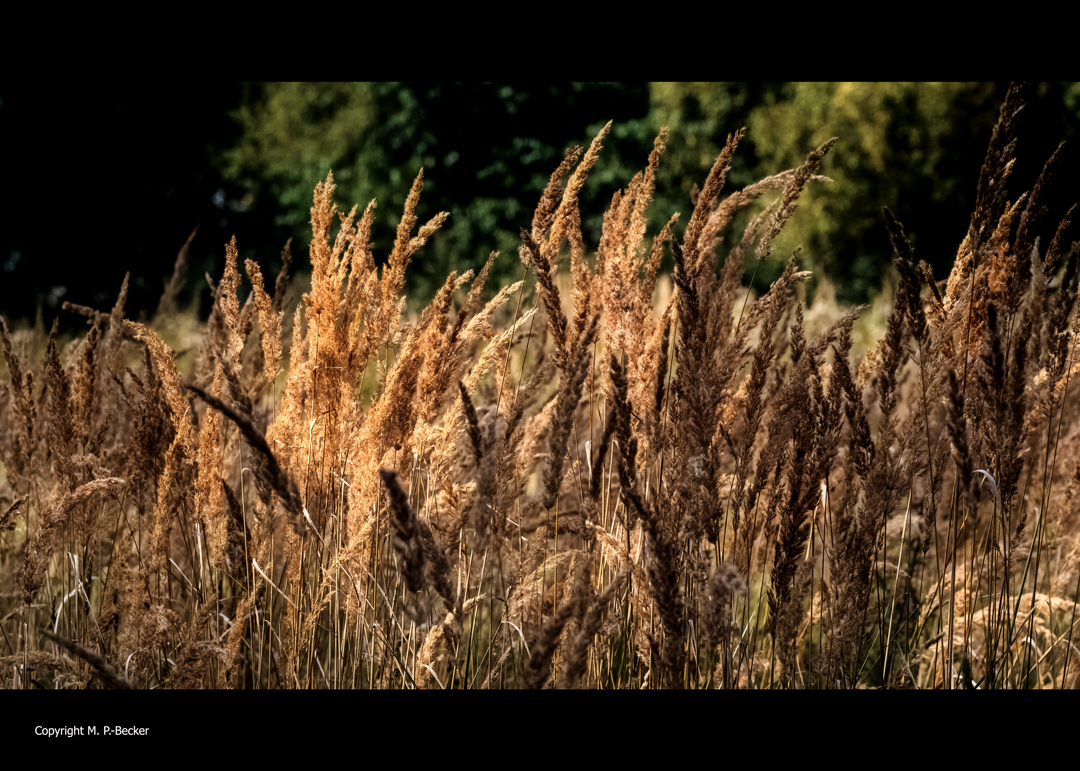 Spätsommer Wistinghauser Moor