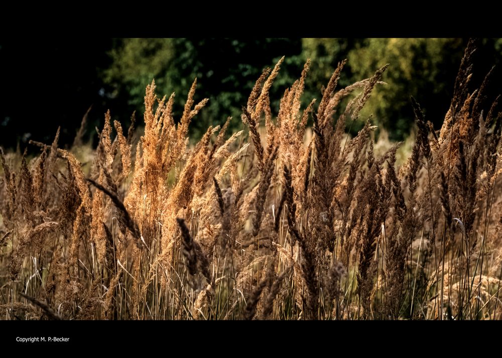 Spätsommer Wistinghauser Moor