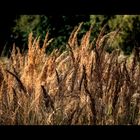 Spätsommer Wistinghauser Moor