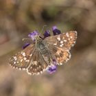 Spätsommer Würfel-Dickkopffalter