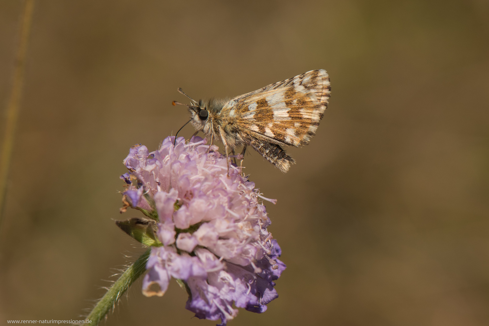 Spätsommer-Würfel-Dickkopffalter (männlich)